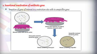  Insertion of gene of interest in a restriction site with in ampicillin gene
2. Insertional inactivation of antibiotic gene
 