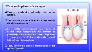 Testes are the primary male sex organs.
They are a pair of ovoid bodies lying in the
scrotum.
The scrotum is a sac of skin that hangs outside
the abdominal cavity.
Since viable sperms cannot be produced at
normal body temperature, the scrotum is
placed outside the abdominal cavity to provide
a temperature 2-3oC lower than the normal
internal body temperature.
Thus, the scrotum acts as a thermoregulator for
spermatogenesis.
 
