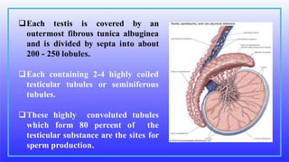 Each testis is covered by an
outermost fibrous tunica albuginea
and is divided by septa into about
200 - 250 lobules.
Each containing 2-4 highly coiled
testicular tubules or seminiferous
tubules.
These highly convoluted tubules
which form 80 percent of the
testicular substance are the sites for
sperm production.
 