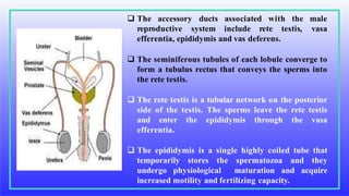  The accessory
reproductive system include rete testis,
ducts associated with the male
vasa
efferentia, epididymis and vas deferens.
 The seminiferous tubules of each lobule converge to
form a tubulus rectus that conveys the sperms into
the rete testis.
 The rete testis is a tubular network on the posterior
side of the testis. The sperms leave the rete testis
and enter the epididymis through the vasa
efferentia.
 The epididymis is a single highly coiled tube that
temporarily stores the spermatozoa and they
undergo physiological maturation and acquire
increased motility and fertilizing capacity.
 