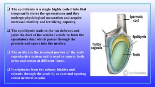  The epididymis is a single highly coiled tube that
temporarily stores the spermatozoa and they
undergo physiological maturation and acquire
increased motility and fertilizing capacity.
 The epididymis leads to the vas deferens and
joins the duct of the seminal vesicle to form the
ejaculatory duct which passes through the
prostate and opens into the urethra.
 The urethra is the terminal portion of the male
reproductive system and is used to convey both
urine and semen at different times.
 It originates from the urinary bladder and
extends through the penis by an external opening
called urethral meatus
 