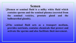 Semen or seminal fluid is a milky white fluid which
contains sperms and the seminal plasma (secreted from
the seminal vesicles, prostate gland and the
bulbourethal glands).
The seminal fluid acts as a transport medium,
provides nutrients, contains chemicals that protect and
activate the sperms and also facilitate their movement.
Semen
 