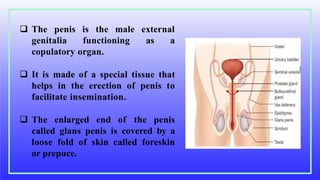  The penis is the male
genitalia functioning
external
as a
copulatory organ.
 It is made of a special tissue that
helps in the erection of penis to
facilitate insemination.
 The enlarged end of the penis
called glans penis is covered by a
loose fold of skin called foreskin
or prepuce.
 