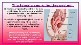  The female reproductive system is far more
complex than the male because in addition
to gamete formation, it has to nurture the
developing foetus.
 The female reproductive system consists of
a pair of ovaries along with a pair of
oviducts, uterus, cervix, vagina and the
external genitalia located in the pelvic
region.
 These parts along with the mammary
glands are integrated structurally and
functionally to support the process of
ovulation, fertilisation, pregnancy, child
birth and child care.
The female reproductive system
 