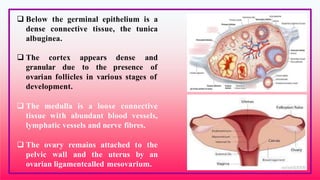  Below the germinal epithelium is a
dense connective tissue, the tunica
albuginea.
 The cortex appears dense and
granular due to the presence of
ovarian follicles in various stages of
development.
 The medulla is a loose connective
tissue with abundant blood vessels,
lymphatic vessels and nerve fibres.
 The ovary remains attached to the
pelvic wall and the uterus by an
ovarian ligamentcalled mesovarium.
 