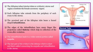  The fallopian tubes (uterine tubesor oviducts), uterus and
vagina constitute the female accessory organs.
 Each fallopian tube extends from the periphery of each
ovary to the uterus.
 The proximal part of the fallopian tube bears a funnel
shaped infundibulum.
 The edges of the infundibulum have many finger like
projections called fimbriae which help in collection of the
ovum after ovulation.
 The infundibulum leads to a wider central portion called
ampulla.
 The last part of the oviduct is the isthmus which is short
and thick walled connecting the ampulla and infundibulum
to the uterus.
 