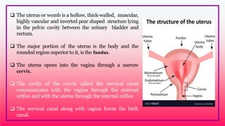  The uterus or womb is a hollow, thick-walled, muscular,
highly vascular and inverted pear shaped structure lying
in the pelvic cavity between the urinary bladder and
rectum.
 The major portion of the uterus is the body and the
rounded region superior to it, is the fundus.
 The uterus opens into the vagina through a narrow
cervix.
 The cavity of the cervix called the cervical canal
communicates with the vagina through the external
orifice and with the uterus through the internal orifice.
 The cervical canal along with vagina forms the birth
canal.
 
