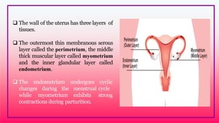  The wall of the uterus has three layers of
tissues.
 The outermost thin membranous serous
layer called the perimetrium, the middle
thick muscular layer called myometrium
and the inner glandular layer called
endometrium.
 The endometrium
changes during the
while myometrium
undergoes
menstrual
exhibits
cyclic
cycle
strong
contractions during parturition.
 