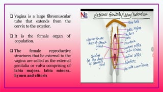  Vagina is a large fibromuscular
tube that extends from the
cervix to the exterior.
 It is the female organ of
.copulation.
 The female reproductive
structures that lie external to the
vagina are called as the external
genitalia or vulva comprising of
labia majora, labia minora,
hymen and clitoris
 
