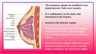 • The mammary glands are modified sweat
glands present both sexes in pairs.
• It is rudimentary in the males and
functional in the females.
• located in the thoracic region.
• It contains glandular tissue and variable
quantities of fat with a median nipple
surrounded by a pigmented area called the
areola.
• Several sebaceous glands called the areolar
glands are found on the surface and they
reduce cracking of the skin of the nipple.
 