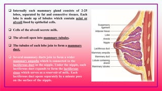  Internally each mammary gland consists of 2-25
lobes, separated by fat and connective tissues. Each
lobe is made up of lobules which contain acini or
alveoli lined by epithelial cells.
 Cells of the alveoli secrete milk.
 The alveoli open into mammary tubules.
 The tubules of each lobe join to form a mammary
duct.
 Several mammary ducts join to form a wider
mammary ampulla which is connected to the
lactiferous duct in the nipple. Under the nipple, each
lactiferous duct expands to form the lactiferous
sinus which serves as a reservoir of milk. Each
lactiferous duct opens separately by a minute pore
on the surface of the nipple.
 