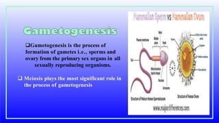 Gametogenesis is the process of
formation of gametes i.e., sperms and
ovary from the primary sex organs in all
sexually reproducing organisms.
 Meiosis plays the most significant role in
the process of gametogenesis
 