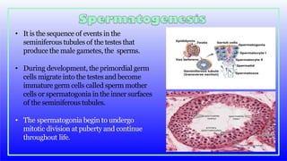 • It is the sequence of events in the
seminiferous tubules of the testes that
produce the male gametes, the sperms.
• During development, the primordial germ
cells migrate into the testes and become
immature germ cells called sperm mother
cells or spermatogonia in the inner surfaces
of the seminiferous tubules.
• The spermatogonia begin to undergo
mitotic division at puberty and continue
throughout life.
 