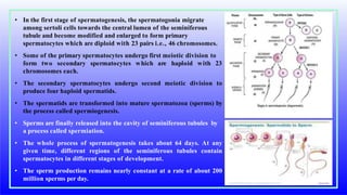 • In the first stage of spermatogenesis, the spermatogonia migrate
among sertoli cells towards the central lumen of the seminiferous
tubule and become modified and enlarged to form primary
spermatocytes which are diploid with 23 pairs i.e., 46 chromosomes.
• Some of the primary spermatocytes undergo first meiotic division to
form two secondary spermatocytes which are haploid with 23
chromosomes each.
• The secondary spermatocytes undergo second meiotic division to
produce four haploid spermatids.
• The spermatids are transformed into mature spermatozoa (sperms) by
the process called spermiogenesis.
• Sperms are finally released into the cavity of seminiferous tubules by
a process called spermiation.
• The whole process of spermatogenesis takes about 64 days. At any
given time, different regions of the seminiferous tubules contain
spermatocytes in different stages of development.
• The sperm production remains nearly constant at a rate of about 200
million sperms per day.
 