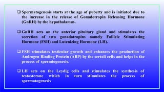  Spermatogenesis starts at the age of puberty and is initiated due to
the increase in the release of Gonadotropin Releasing Hormone
(GnRH) by the hypothalamus.
 GnRH acts on the anterior pituitary gland and stimulates the
secretion of two gonadotropins namely Follicle Stimulating
Hormone (FSH) and Lutenizing Hormone (LH).
 FSH stimulates testicular growth and enhances the production of
Androgen Binding Protein (ABP) by the sertoli cells and helps in the
process of spermiogenesis.
 LH acts on the Leydig stimulates the
testosterone which in
cells and
turn stimulates the
synthesis of
process of
spermatogenesis
 