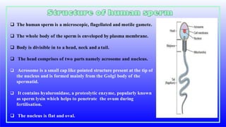 The human sperm is a microscopic, flagellated and motile gamete.
 The whole body of the sperm is enveloped by plasma membrane.
 Body is divisible in to a head, neck and a tail.
 The head comprises of two parts namely acrosome and nucleus.
 Acrosome is a small cap like pointed structure present at the tip of
the nucleus and is formed mainly from the Golgi body of the
spermatid.
 It contains hyaluronidase, a proteolytic enzyme, popularly known
as sperm lysin which helps to penetrate the ovum during
fertilisation.
 The nucleus is flat and oval.
 