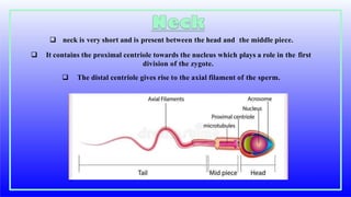  neck is very short and is present between the head and the middle piece.
 It contains the proximal centriole towards the nucleus which plays a role in the first
division of the zygote.
 The distal centriole gives rise to the axial filament of the sperm.
 