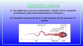  The middle piece possesses mitochondria spirally twisted around the
axial filament called mitochondrial spiral or nebenkern.
 It produces energy in the form of ATP molecules for the movement of
sperms.
 