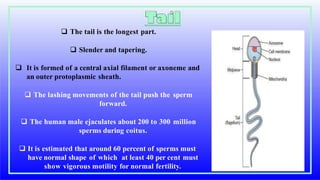  The tail is the longest part.
 Slender and tapering.
 It is formed of a central axial filament or axoneme and
an outer protoplasmic sheath.
 The lashing movements of the tail push the sperm
forward.
 The human male ejaculates about 200 to 300 million
sperms during coitus.
 It is estimated that around 60 percent of sperms must
have normal shape of which at least 40 per cent must
show vigorous motility for normal fertility.
 