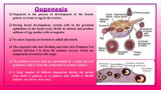 Oogenesis
the female
 Oogenesis is the process of development of
gamete or ovum or egg in the ovaries.
 During foetal development, certain cells in the germinal
epithelium of the foetal ovary divide by mitosis and produce
millions of egg mother cells or oogonia.
 No more oogonia are formed or added afterbirth.
 The oogonial cells start dividing and enter into Prophase I of
meiotic division I to form the primary oocytes which are
temporarily arrested at this stage.
 The primary oocytes then get surrounded by a single layer of
granulosa cells to form the primordial or primary follicle.
 A large number of follicles degenerate during the period
from birth to puberty, so at puberty only 60,000 to 80,000
follicles are left in each ovary.
 