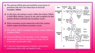  The primary follicle gets surrounded by many layers of
granulosa cells and a new theca layer to form the
secondary follicle.
 At this time, the primary oocyte within the tertiary follicle
(a fluid filled antrum ) grows in size and completes its first
meiotic division and forms the secondary oocyte.
 When secondary oocyte mature the wall of the tertiary
follicle rupture and release secondary oocyte
 The tertiary follicle eventually becomes a mature follicle or
Graafian follicle.
 During fertilisation, the secondary oocyte undergoes
second meiotic division and produces a large cell, the
ovum and a second polar body.
 At the end of gametogenesis in females, each primary
oocyte gives rise to only one haploid ovum.
 