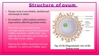• Human ovum is non-cleidoic, alecithal and
microscopic in nature.
• Its cytoplasm called ooplasm contains a
large nucleus called the germinal vesicle.
• The ovum is surrounded by three
coverings namely an inner thin transparent
vitelline membrane, middle thick zona
pellucida and outer thick coat of follicular
cells called corona radiata.
• Between the vitelline membrane and zona
pellucida is a narrow perivitelline space.
Structure of ovum
 
