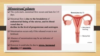  The cyclestarts ,menstrual flow occurs and lasts for 3-5
days.
 Menstrual flow is due to the breakdown of
endometrial lining of the uterus, and its blood
vessel due to
decline in the level of progesterone and oestrogen.
 Menstruation occurs only if the released ovum is not
fertilized.
 Absence of menstruation may be an indicator of
pregnancy.
 However it could also be due to stress, hormonal
disorder and anaemia.
 