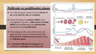  The follicular phase extends from the 5th day of
the cycle until the time of ovulation.
 During this phase, the primary follicle in the
ovary grows to become a fully mature Graafian
follicle and simultaneously, the endometrium
regenerates through proliferation.
 These changes in the ovary and the uterus are
induced by the secretion of gonadotropins like
FSH and LH, which increase gradually during
the follicular phase.
 It stimulates follicular development and
secretion of oestrogen by the folliclecells.
 