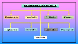 Gametogenesis Insemination
REPRODUCTIVE EVENTS
Fertilisation Cleavage
Implantation Placentation Gastrulation Organogenesis
Parturition
 