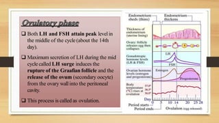  Both LH and FSH attain peak level in
the middle of the cycle (about the 14th
day).
 Maximum secretion of LH during the mid
cycle called LH surge induces the
rupture of the Graafian follicle and the
release of the ovum (secondary oocyte)
from the ovary wallinto the peritoneal
cavity.
 This process is called as ovulation.
 