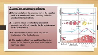  During luteal phase, the remaining part of the Graafian
follicle is transformed into a transitory endocrine
gland called corpus luteum.
 The corpus luteum secretes large amount of
progesterone which is essential for the maintenance
of theendometrium.
 If fertilisation takes place, it paves way for the
implantation of the fertilizedovum.
 The uterine wall secretes nutritious fluid in the
uterus for the foetus So, this phase is also called as
secretory phase.
 