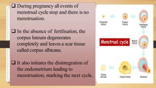  During pregnancy all events of
menstrual cycle stop and there is no
menstruation.
 In the absence of fertilisation, the
corpus luteum degenerates
completely and leaves a scar tissue
called corpus albicans.
 It also initiates the disintegration of
the endometrium leading to
menstruation, marking the next cycle.
 
