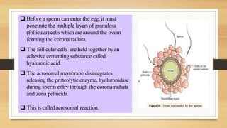  Before a sperm can enter the egg, it must
penetrate the multiple layers of granulosa
(follicular) cells which are around the ovum
forming the corona radiata.
 The follicular cells are held together by an
adhesive cementing substance called
hyaluronic acid.
 The acrosomal membrane disintegrates
releasing the proteolytic enzyme, hyaluronidase
during sperm entry through the corona radiata
and zona pellucida.
 This is called acrosomal reaction.
 