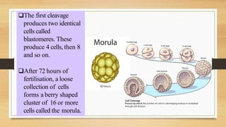 The first cleavage
produces two identical
cells called
blastomeres. These
produce 4 cells, then 8
and so on.
After 72 hours of
fertilisation, a loose
collection of cells
forms a berry shaped
cluster of 16 or more
cells called the morula.
 