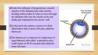 Under the influence of progesterone, smooth
muscles of the fallopian tube relax and the
dividing embryo takes 4-5 days to move through
the fallopian tube into the uterine cavity and
finally gets implanted in the uterine wall.
At this point the embryo consists of a fluid
filled hollow ball of about 100 cells,called the
blastocyst.
The blastocyst is composed of a single layer of
large flattened cells called trophoblast and a
small cluster of 20-30 rounded cells called the
inner cell mass.
 