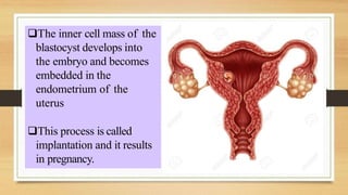 The inner cell mass of the
blastocyst develops into
the embryo and becomes
embedded in the
endometrium of the
uterus
This process is called
implantation and it results
in pregnancy.
 