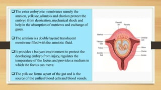 The extra embryonic membranes namely the
amnion, yolk sac, allantois and chorion protect the
embryo from dessication, mechanical shock and
help in the absorption of nutrients and exchange of
gases.
The amnion is a double layered translucent
membrane filled with the amniotic fluid.
It provides a buoyant environment to protect the
developing embryo from injury, regulates the
temperature of the foetus and provides a medium in
which the foetus can move.
The yolksac forms a part of the gut and is the
source of the earliest blood cells and blood vessels.
 