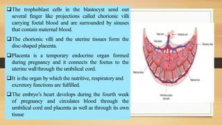 The trophoblast cells in the blastocyst send out
several finger like projections called chorionic villi
carrying foetal blood and are surrounded by sinuses
that contain maternal blood.
The chorionic villi and the uterine tissues form the
disc-shaped placenta.
Placenta is a temporary endocrine organ formed
during pregnancy and it connects the foetus to the
uterine wallthrough the umbilical cord.
It is the organ by which the nutritive, respiratoryand
excretory functions are fulfilled.
The embryo’s heart develops during the fourth week
of pregnancy and circulates blood through the
umbilical cord and placenta as well as through its own
tissue
 