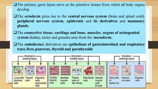 The primary germ layers serve as the primitive tissues from which all body organs
develop.
The ectoderm gives rise to the central nervous system (brain and spinal cord),
peripheral nervous system, epidermis and its derivatives and mammary
glands.
The connective tissue, cartilage and bone, muscles, organs of urinogenital
system (kidney, ureter and gonads) arise from the mesoderm.
The endodermal derivatives are epithelium of gastrointestinal and respiratory
tract, liver, pancreas, thyroid and parathyroids
 