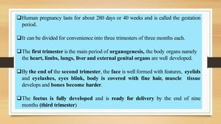 Human pregnancy lasts for about 280 days or 40 weeks and is called the gestation
period.
It can be divided for convenience into three trimesters of three months each.
The first trimester is the main period of organogenesis, the body organs namely
the heart, limbs, lungs, liver and external genital organs are well developed.
By the end of the second trimester, the face is well formed with features, eyelids
and eyelashes, eyes blink, body is covered with fine hair, muscle tissue
develops and bones become harder.
The foetus is fully developed and is ready for delivery by the end of nine
months (third trimester)
 
