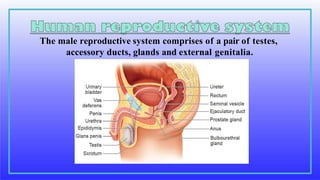 The male reproductive system comprises of a pair of testes,
accessory ducts, glands and external genitalia.
 