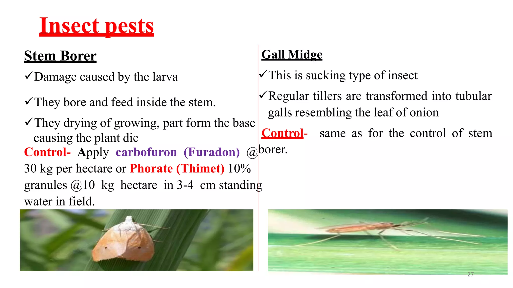 Insect pests
Stem Borer
Damage caused by the larva
They bore and feed inside the stem.
They drying of growing, part form the base
causing the plant die
Gall Midge
This is sucking type of insect
Regular tillers are transformed into tubular
galls resembling the leaf of onion
Control- same as for the control of stem
Control- Apply carbofuron (Furadon) @borer.
30 kg per hectare or Phorate (Thimet) 10%
granules @10 kg hectare in 3-4 cm standing
water in field.
27
 