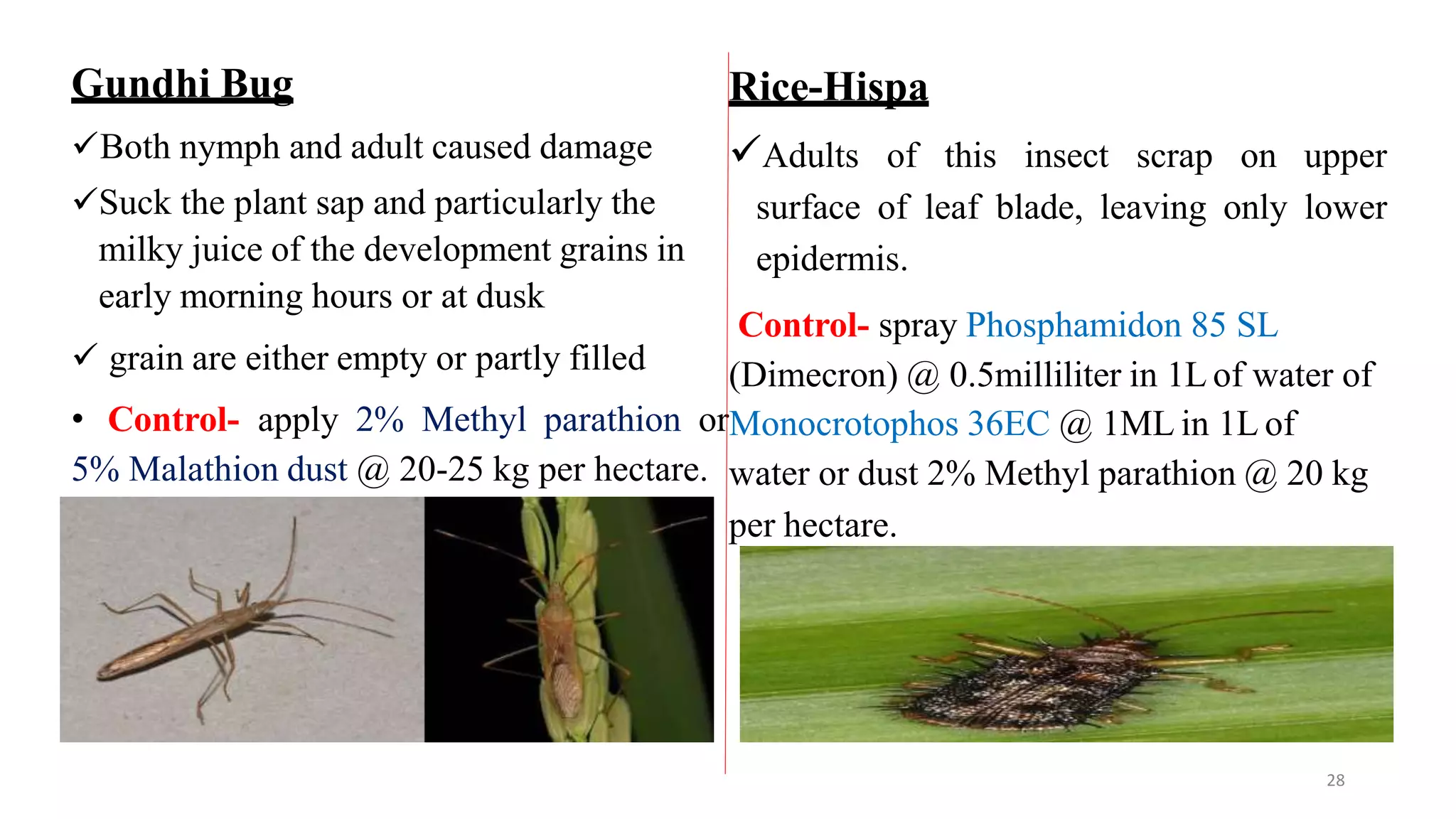 Gundhi Bug
Both nymph and adult caused damage
Suck the plant sap and particularly the
milky juice of the development grains in
early morning hours or at dusk
 grain are either empty or partly filled
Rice-Hispa
Adults of this insect scrap on upper
surface of leaf blade, leaving only lower
epidermis.
Control- spray Phosphamidon 85 SL
(Dimecron) @ 0.5milliliter in 1L of water of
• Control- apply 2% Methyl parathion orMonocrotophos 36EC @ 1ML in 1L of
5% Malathion dust @ 20-25 kg per hectare. water or dust 2% Methyl parathion @ 20 kg
per hectare.
28
 