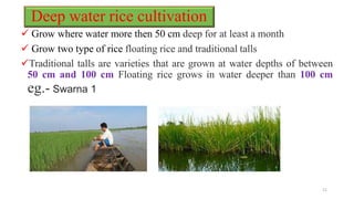 Deep water rice cultivation
 Grow where water more then 50 cm deep for at least a month
 Grow two type of rice floating rice and traditional talls
Traditional talls are varieties that are grown at water depths of between
50 cm and 100 cm Floating rice grows in water deeper than 100 cm
eg.- Swarna 1
11
 
