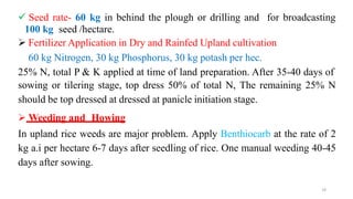 16
 Seed rate- 60 kg in behind the plough or drilling and for broadcasting
100 kg seed /hectare.
 Fertilizer Application in Dry and Rainfed Upland cultivation
60 kg Nitrogen, 30 kg Phosphorus, 30 kg potash per hec.
25% N, total P & K applied at time of land preparation. After 35-40 days of
sowing or tilering stage, top dress 50% of total N, The remaining 25% N
should be top dressed at dressed at panicle initiation stage.
 Weeding and Howing
In upland rice weeds are major problem. Apply Benthiocarb at the rate of 2
kg a.i per hectare 6-7 days after seedling of rice. One manual weeding 40-45
days after sowing.
 