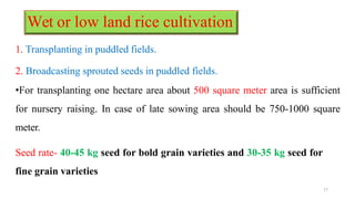 Wet or low land rice cultivation
17
1. Transplanting in puddled fields.
2. Broadcasting sprouted seeds in puddled fields.
•For transplanting one hectare area about 500 square meter area is sufficient
for nursery raising. In case of late sowing area should be 750-1000 square
meter.
Seed rate- 40-45 kg seed for bold grain varieties and 30-35 kg seed for
fine grain varieties
 