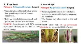 3. False Smut
Pathogen: Ustinaginoidea virens (fungus)
Transformation of the individual grains
into greenish spore ball of velvety
appearance.
Balls are slightly flattened, smooth and
yellow, and covered by a membrane
4. Sheath Blight
Pathogen: Rhizoctonia solanii (fungus)
 Grayish-green lesions on the leaf sheath
between the surface of irrigation water and
the leaf blade.
 The lesions may also extend to the leaf
blades
Control- Spray the crop with 0.2% copperControl-
oxychloride (Blitox) at the time of 50%(Bavistin) per hectare in 1000L of water.
panical emerge
spray with 1.0 kg carbendazin
26
 