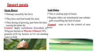 Insect pests
Stem Borer
Damage caused by the larva
They bore and feed inside the stem.
They drying of growing, part form the base
causing the plant die
Gall Midge
This is sucking type of insect
Regular tillers are transformed into tubular
galls resembling the leaf of onion
Control- same as for the control of stem
Control- Apply carbofuron (Furadon) @borer.
30 kg per hectare or Phorate (Thimet) 10%
granules @10 kg hectare in 3-4 cm standing
water in field.
27
 