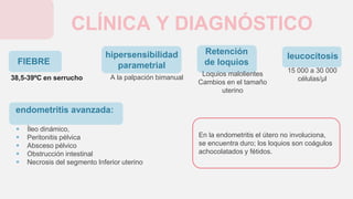 endometritis avanzada:
CLÍNICA Y DIAGNÓSTICO
hipersensibilidad
parametrial
A la palpación bimanual
FIEBRE
38,5-39ºC en serrucho
leucocitosis
15 000 a 30 000
células/μl
Retención
de loquios
Loquios malolientes
Cambios en el tamaño
uterino
 Íleo dinámico,
 Peritonitis pélvica
 Absceso pélvico
 Obstrucción intestinal
 Necrosis del segmento Inferior uterino
En la endometritis el útero no involuciona,
se encuentra duro; los loquios son coágulos
achocolatados y fétidos.
 