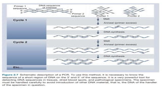 POLYMERASE CHAIN REACTION (PCR) ASSAY
• FIGURE 2.7
 
